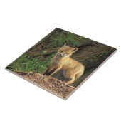 巣穴の前のアカギツネの幼獣 (Vulpes vulpes) タイル (側面)