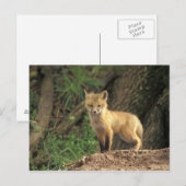 巣穴の前の赤狐の幼獣 (Vulpes vulpes) ポストカード (正面/裏面)