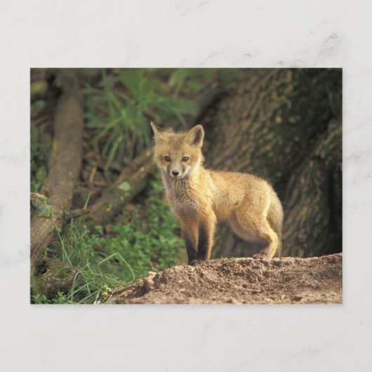 巣穴の前の赤狐の幼獣 (Vulpes vulpes) ポストカード (正面)