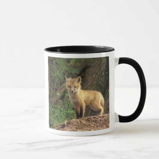 巣穴の前の赤狐の幼獣 (Vulpes vulpes) マグカップ (右)