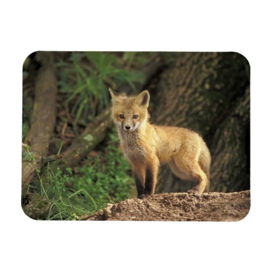 巣穴の前の赤狐の幼獣 (Vulpes vulpes) マグネット (横)