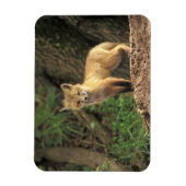 巣穴の前の赤狐の幼獣 (Vulpes vulpes) マグネット (縦)