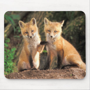 巣穴の前の2匹のアカギツネの子 マウスパッド