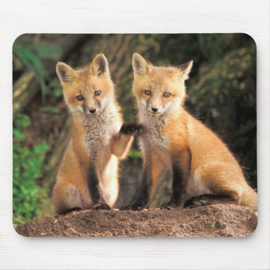 巣穴の前の2匹のアカギツネの子 マウスパッド (正面)