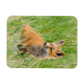 巣穴近くの草むらにいるアカギツネの子 マグネット (横)