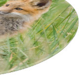 巣穴近くの草むらにいるアカギツネの幼獣 カッティングボード (角)