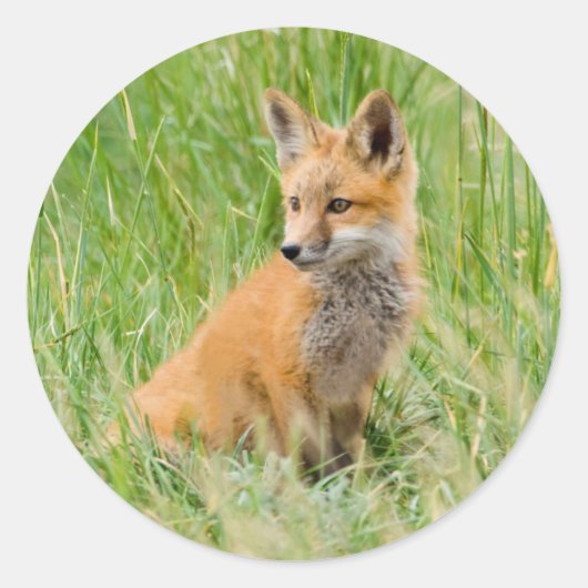 巣穴近くの草むらにいるアカギツネの幼獣 ラウンドシール (正面)