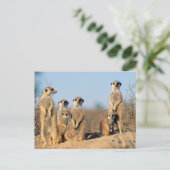 巣窟にいる家族 ポストカード (スタンド正面)