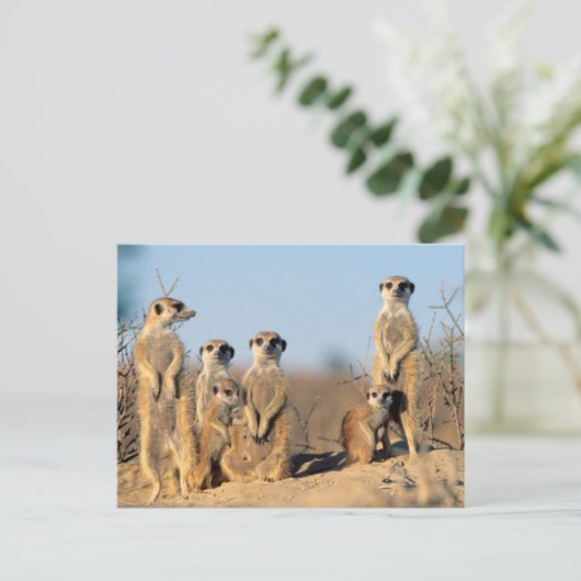 巣窟にいる家族 ポストカード (スタンド正面)