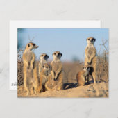 巣窟にいる家族 ポストカード (正面/裏面)