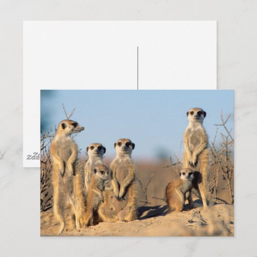 巣窟にいる家族 ポストカード (正面/裏面)