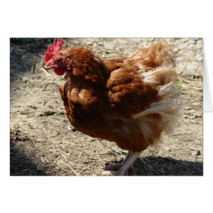 工場飼育の雌鳥