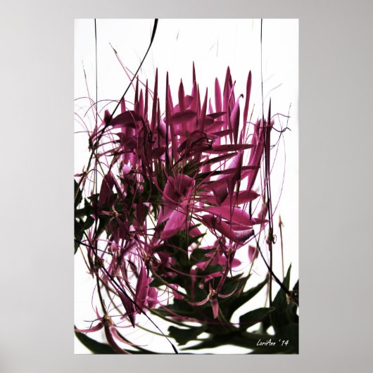 工夫されたクレオメ ポスター (正面)