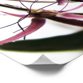 工夫されたクレオメ ポスター (角)