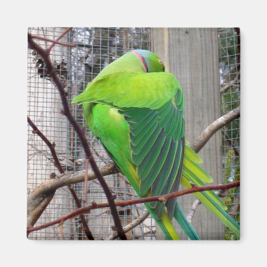 左室 マグネット (正面)