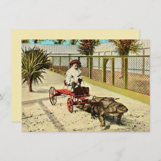 巧妙なフロリダのアリゲーターの動きの発表 (正面/裏面)