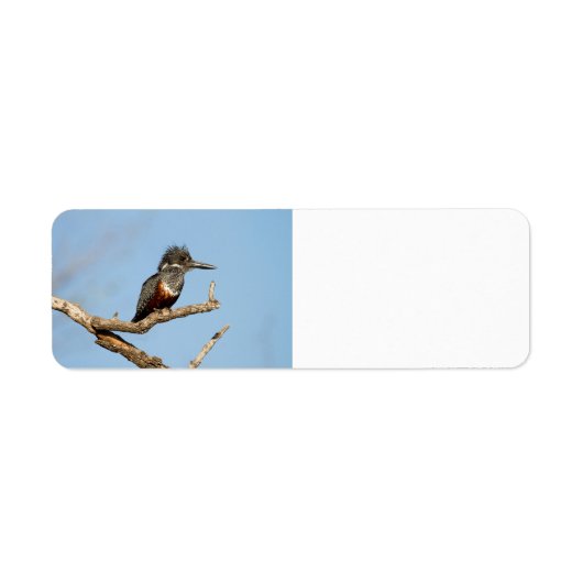 巨人キングフィッシャー ラベル (正面)