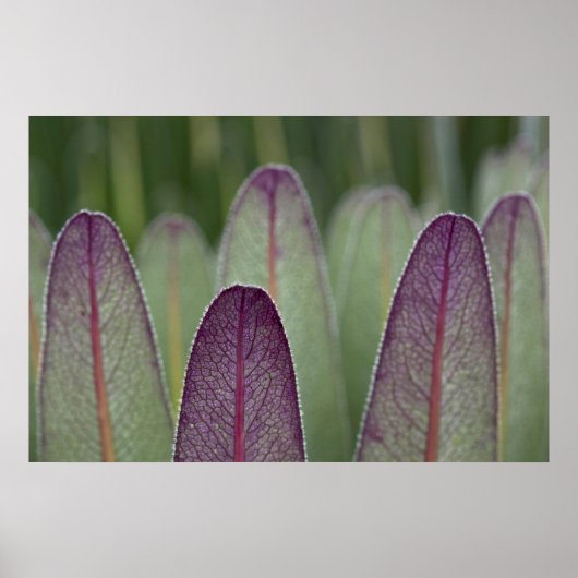 巨人ロベリア | Rwenzoris ポスター (正面)