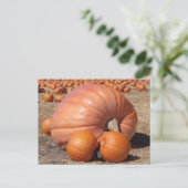 巨大かぼちゃ葉書 ポストカード (スタンド正面)