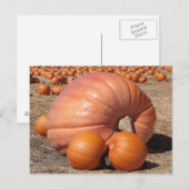 巨大かぼちゃ葉書 ポストカード (正面/裏面)