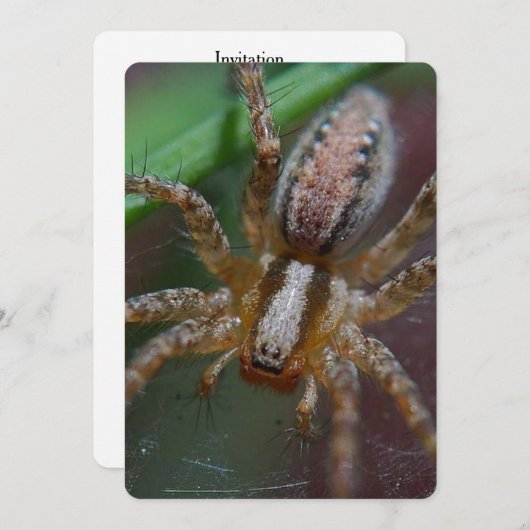 巨大なくも 招待状 (正面/裏面)