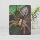 巨大なくも 招待状 (スタンド正面)