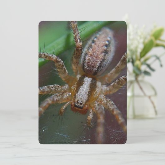 巨大なくも 招待状 (スタンド正面)