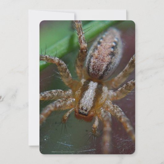 巨大なくも 招待状 (正面)