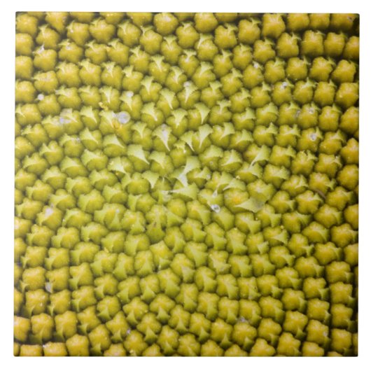 巨大なひまわり (Helianthus annuus) の中心 タイル (正面)
