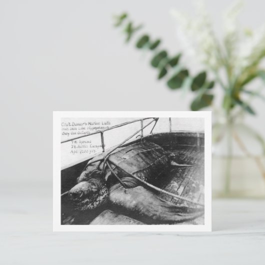 巨大なアカウミガメの飼育下での様子 ポストカード (スタンド正面)