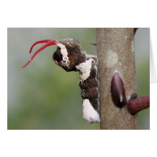 巨大なアゲハチョウの蝶幼虫の空白のなカード