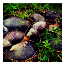 巨大なアフリカの陸地カタツムリ