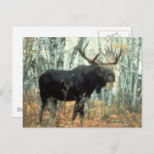 巨大なアメリカヘラジカ ポストカード (正面/裏面)