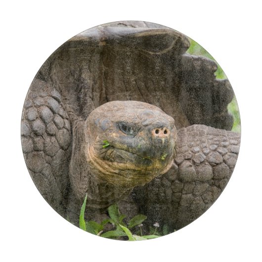 巨大なカメ カッティングボード (正面)