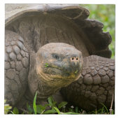 巨大なカメ タイル (正面)