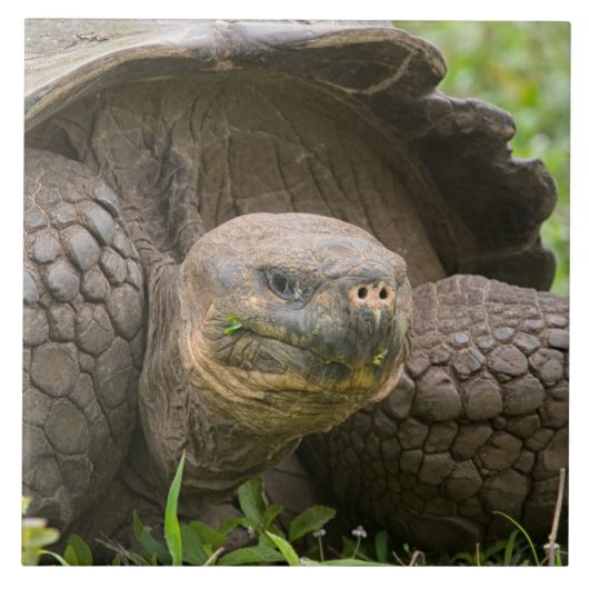 巨大なカメ タイル (正面)
