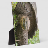 巨大なカメ フォトプラーク (側面)