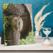 巨大なカメ フォトプラーク (側面)