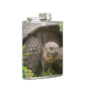 巨大なカメ フラスク (右)