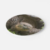 巨大なカメ ペーパープレート (アングル)