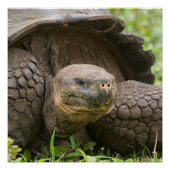 巨大なカメ ポスター (正面)