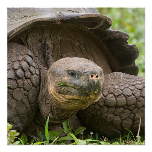 巨大なカメ ポスター (正面)