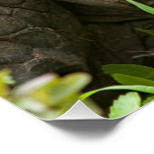 巨大なカメ ポスター (コーナー)