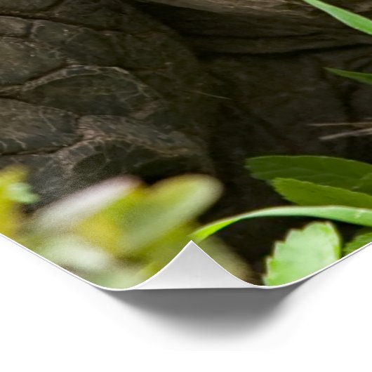 巨大なカメ ポスター (コーナー)