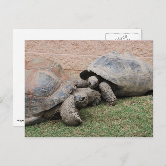 巨大なカメ ポストカード (正面/裏面)