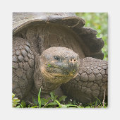 巨大なカメ マグネット (正面)