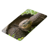 巨大なカメ マグネット (左側)