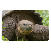 巨大なカメ マグネット (横)