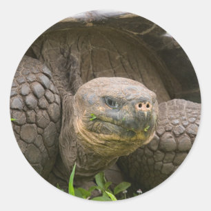 巨大なカメ ラウンドシール