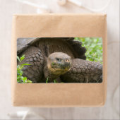 巨大なカメ ラベル (インサイチュ)